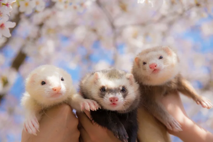 フェレット 散歩/外に連れ出す【季節ごとの注意事項】メリット・デメリット フェレット 散歩/外に連れ出す【季節ごとの注意事項】メリット・デメリット