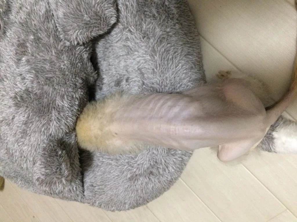 フェレット 不自然に毛が抜ける理由・原因【換毛失敗か病気の見分け方】脱毛は発毛不全