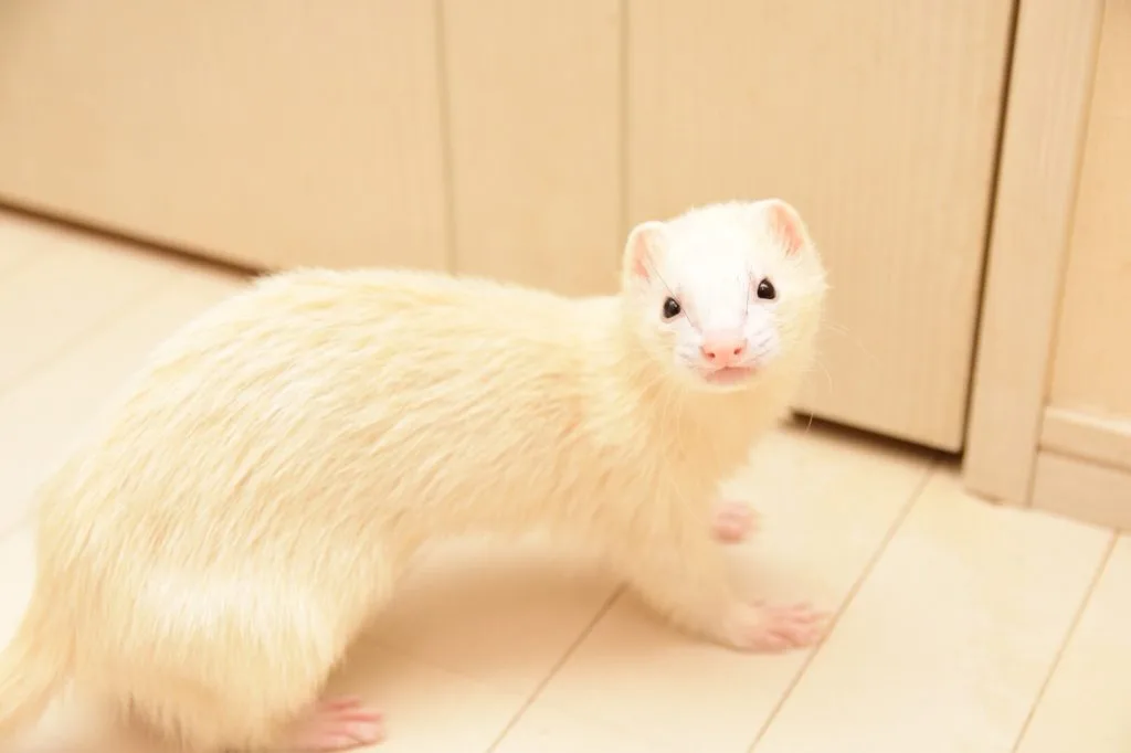 フェレット腎臓疾患【原因（腎臓病から腎不全）症状】尿素窒素BUN値が異常に高いワサビの例