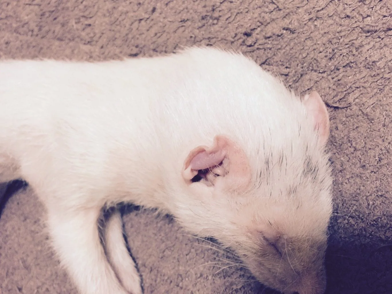 フェレット 耳ダニの原因と症状 放置してたら耳が変形（内耳炎・外耳炎・耳血腫）写真で解説