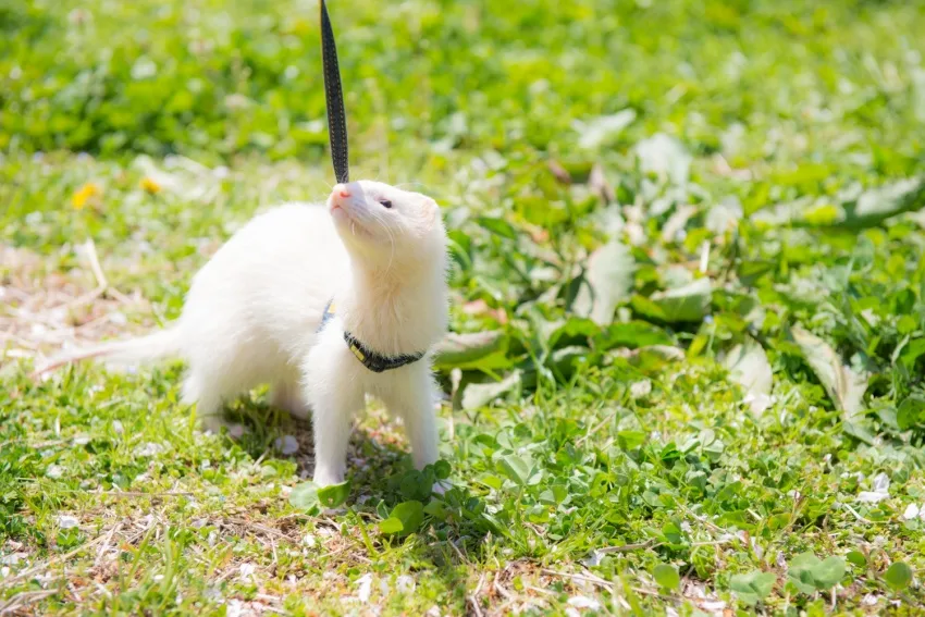 フェレット「グロブリン値が上がる=A/G比が下がる」その見方(計算式)と考えられる原因 フェレット「グロブリン値が上がる=A/G比が下がる」その見方(計算式)と考えられる原因