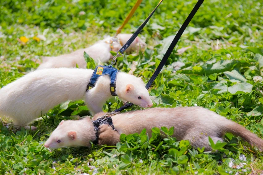 フェレット コロナウイルス(通称グリーンウィルス)伝染性カタル腸炎とは フェレット コロナウイルス(通称グリーンウィルス)伝染性カタル腸炎とは