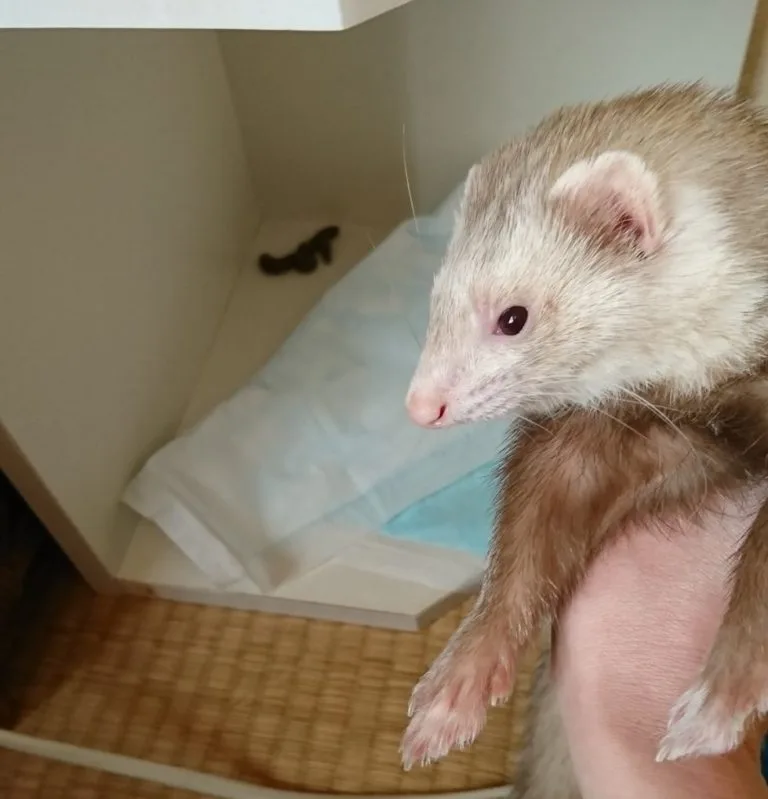 フェレット「トイレ失敗」原因としつけ方についての考え方