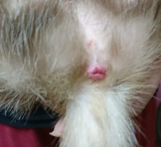 脱肛（フェレット）