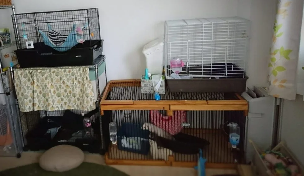 フェレットの飼育【ケージの正しい使い方】「持ってない」が虐待行為になる理由