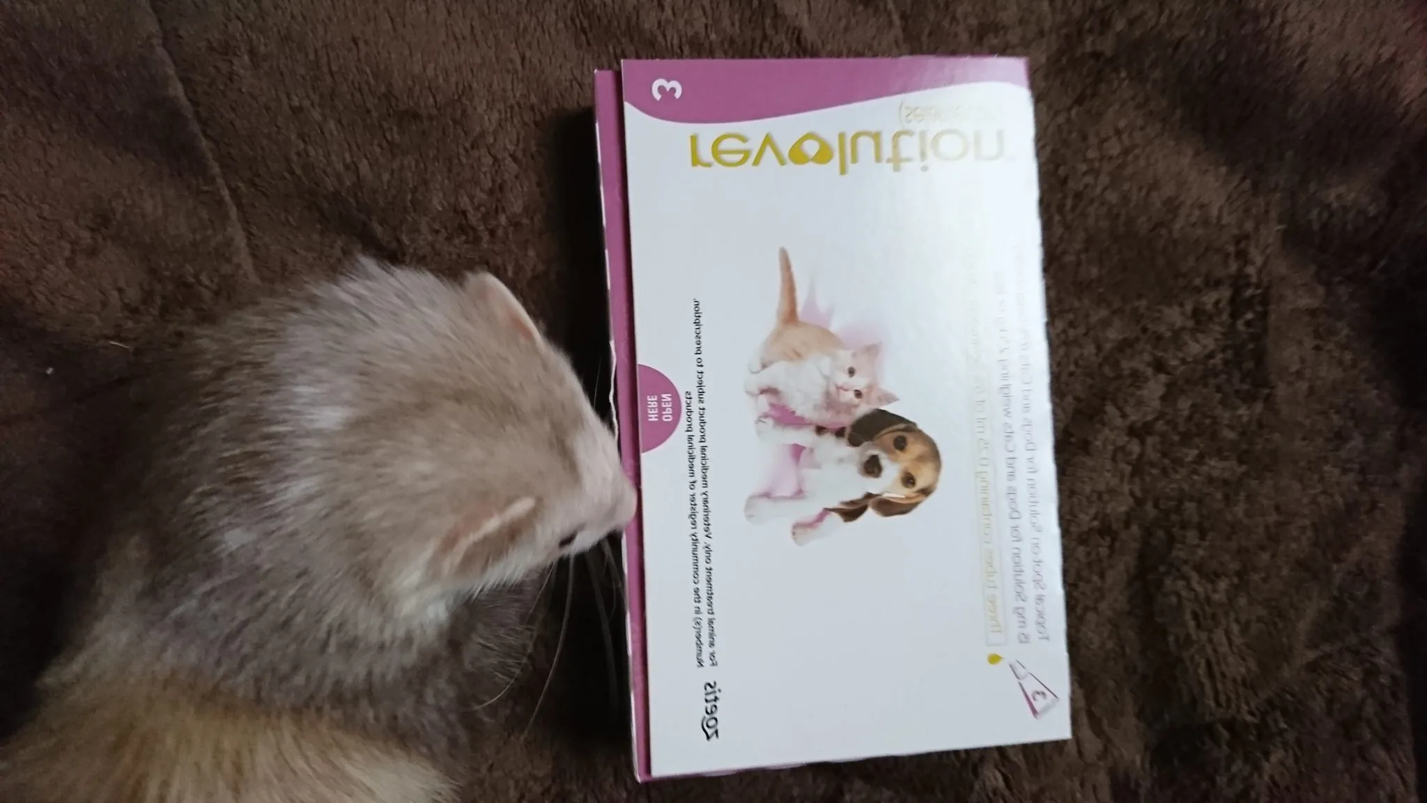 フィラリアに寄生されたフェレットの心臓【写真】レボリューションの使い方投薬時期