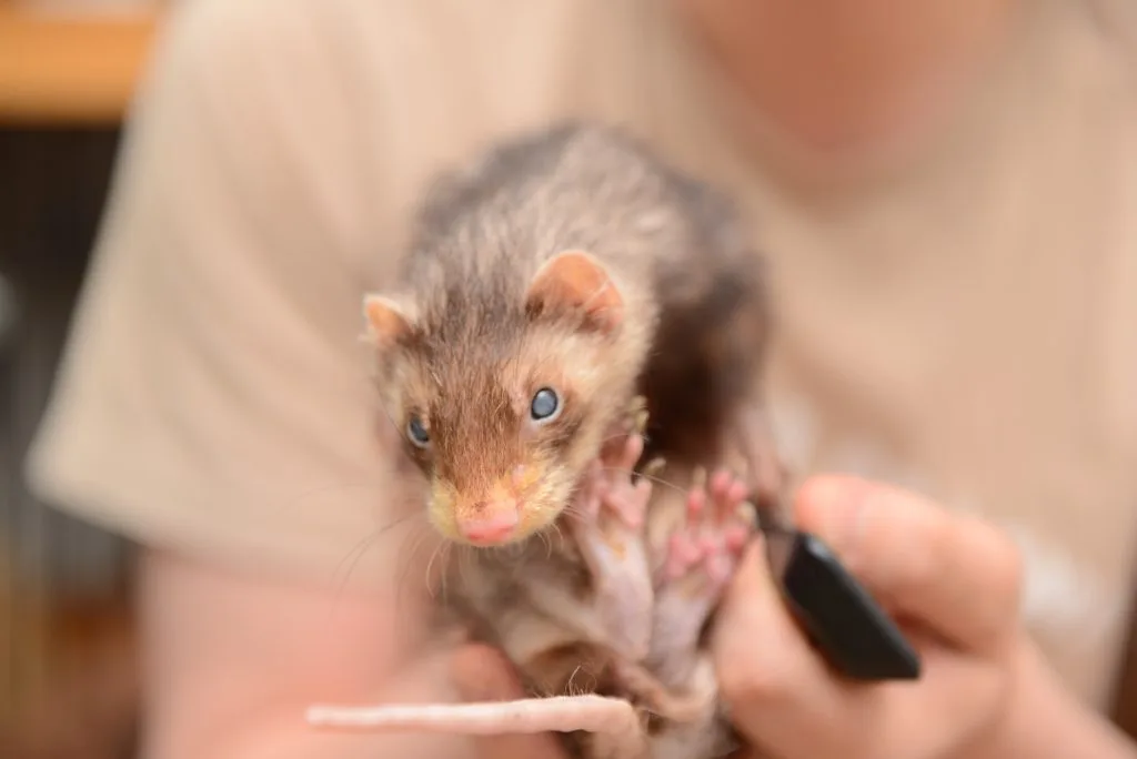 フェレット【目が見えなくなる病気】白内障・進行性網膜萎縮症（PRA）について