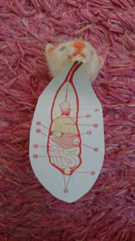 フェレットの内臓の図