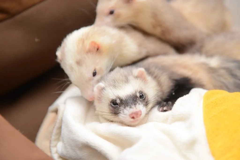 フェレット【多頭飼育ではお世話の順番に注意】シニアの介護・闘病の看護・お迎えしたばかり…どの子から先にする? フェレット【多頭飼育ではお世話の順番に注意】シニアの介護・闘病の看護・お迎えしたばかり…どの子から先にする?