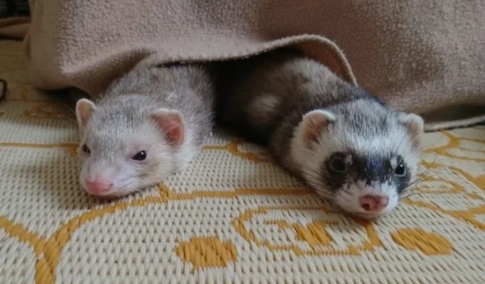 フェレットのマイクロチップ登録について【法改正後の最新版】 フェレットのマイクロチップ登録について【法改正後の最新版】