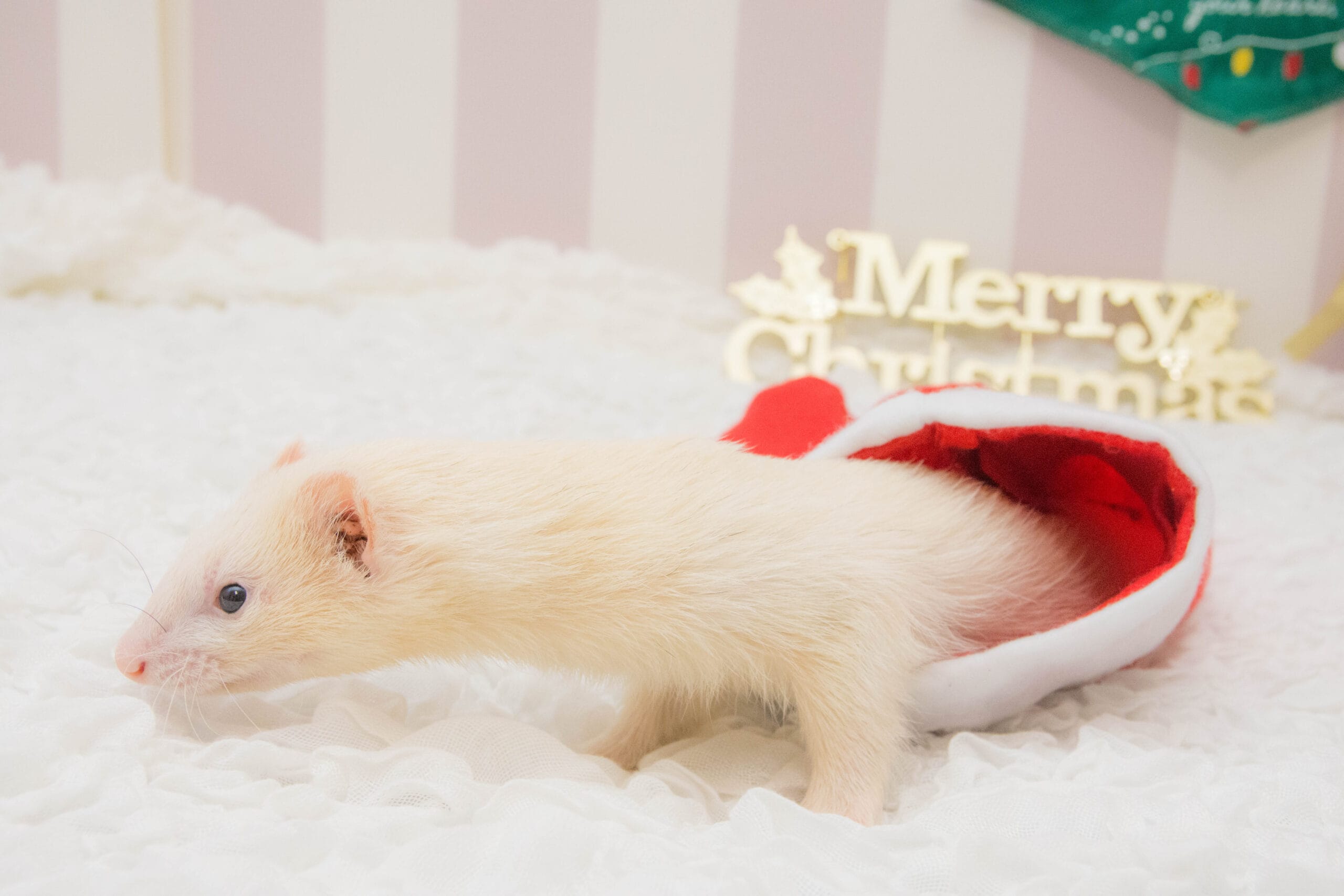 フェレットもストレスのない生活が一番