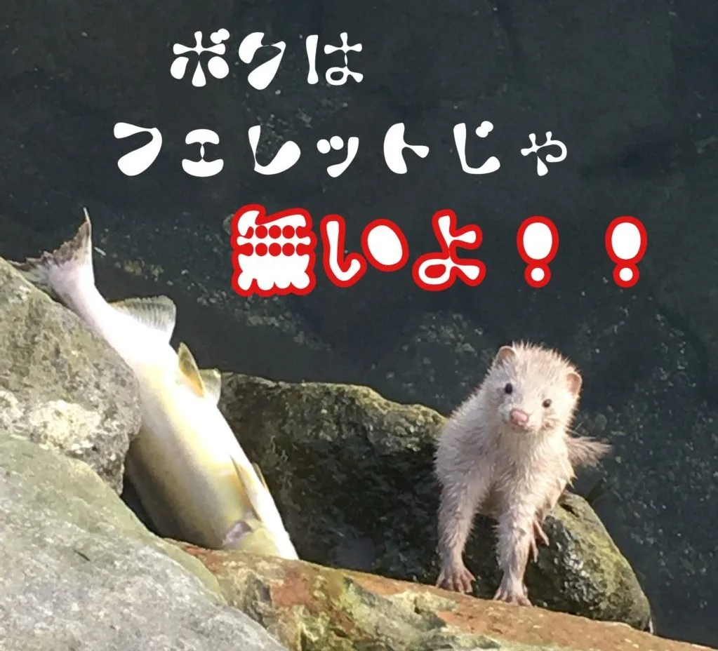 フェレットと似てる野生動物ハクビシン・イタチ・ミンク・テン実際の写真で比較