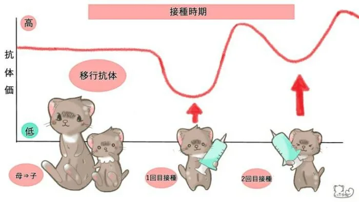 フェレット【ジステンパー】感染経路と症状／ワクチンは必要か？