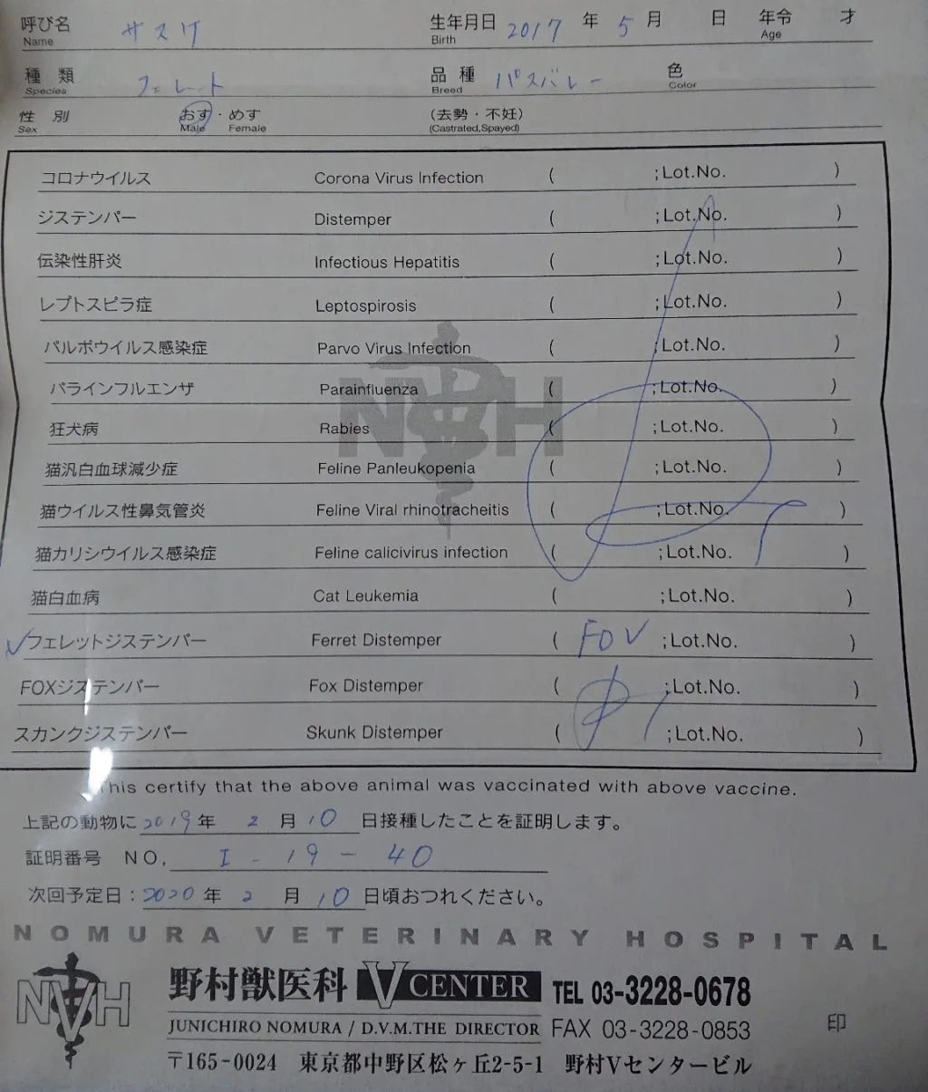 フェレット【ジステンパー】感染経路と症状／ワクチンは必要か？