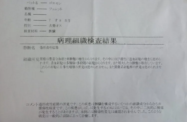 フェレットの脾臓は腫れやすい【脾臓の腫大】脾腫（ひしゅ）って何？原因・症状・治療の仕方