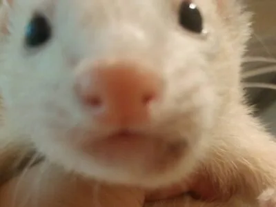 フェレットの顔が腫れて病院へ行ったらリンパ腫が発覚