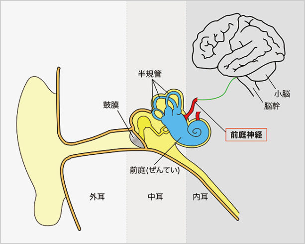 耳の構造（前庭神経）