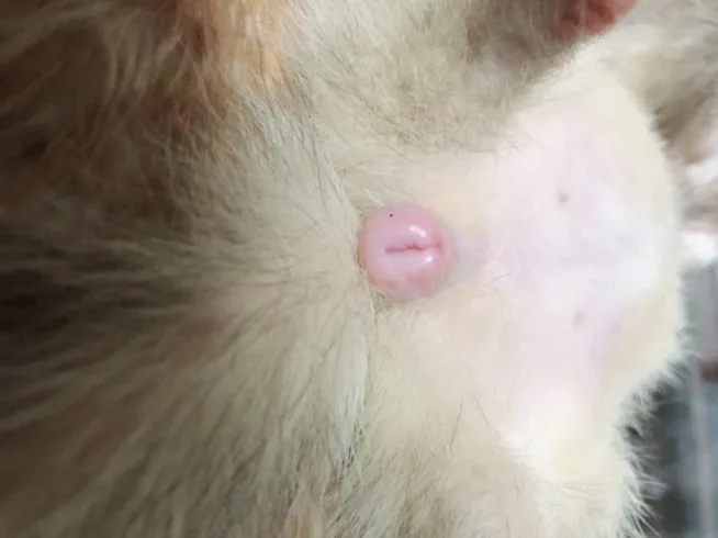 副腎疾患【フェレットの三大疾病】副腎腫瘍とは? 副腎疾患【フェレットの三大疾病】副腎腫瘍とは?