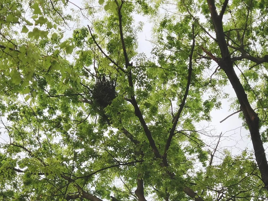 カラスの攻撃性が高まるのはいつ？【カラスがフェレットを襲う理由】わが身とペットの守り方