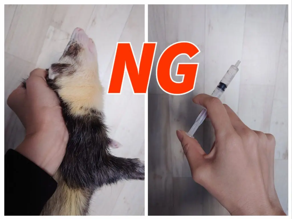 意外と知らない【正しい保定の仕方シリンジの使い方コツ】フェレットのお世話の基本