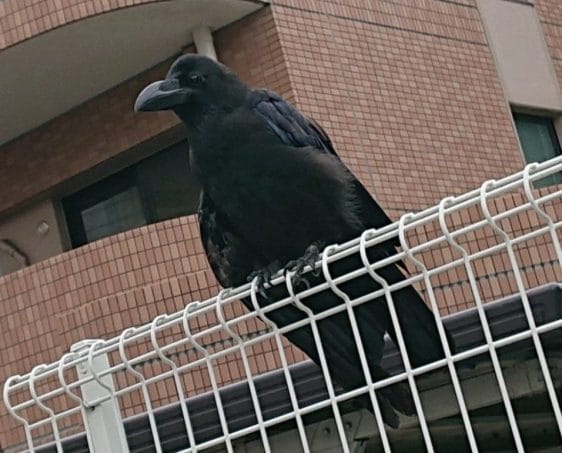 都会のカラス