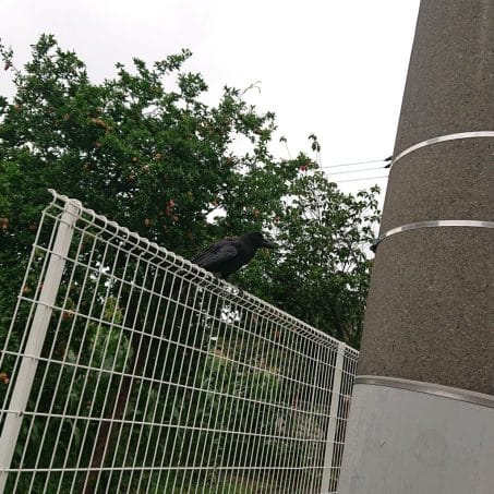 都会のカラス