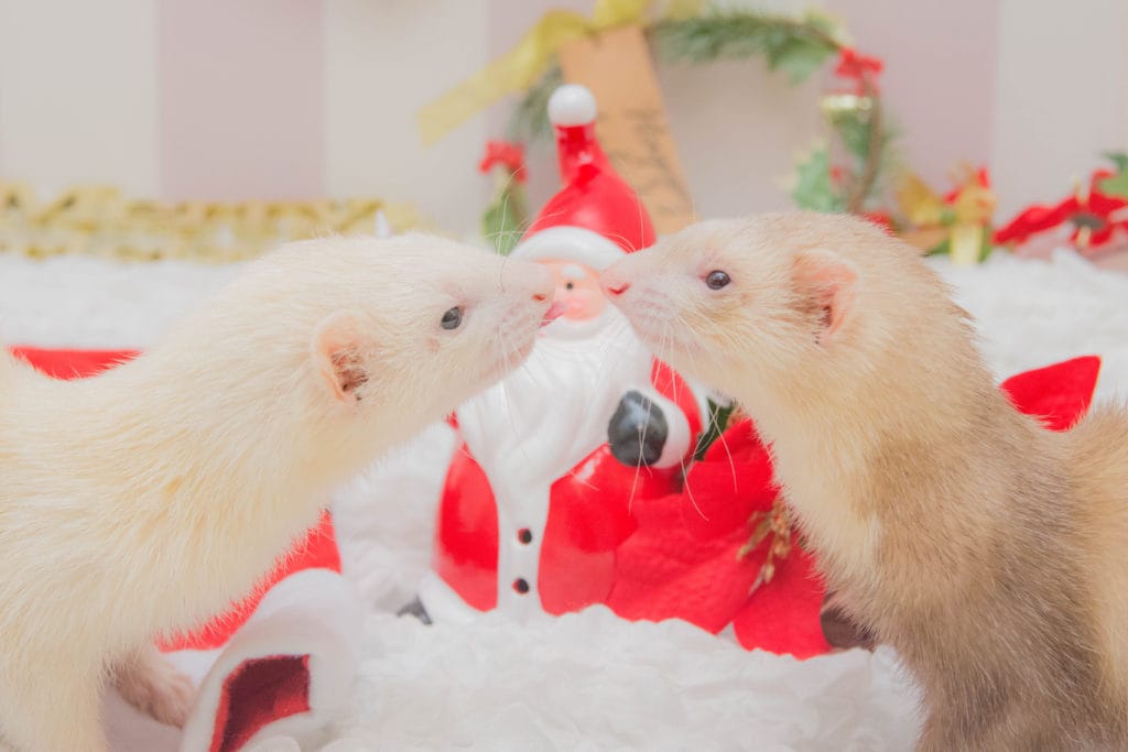 ペットの標準治療と民間療法