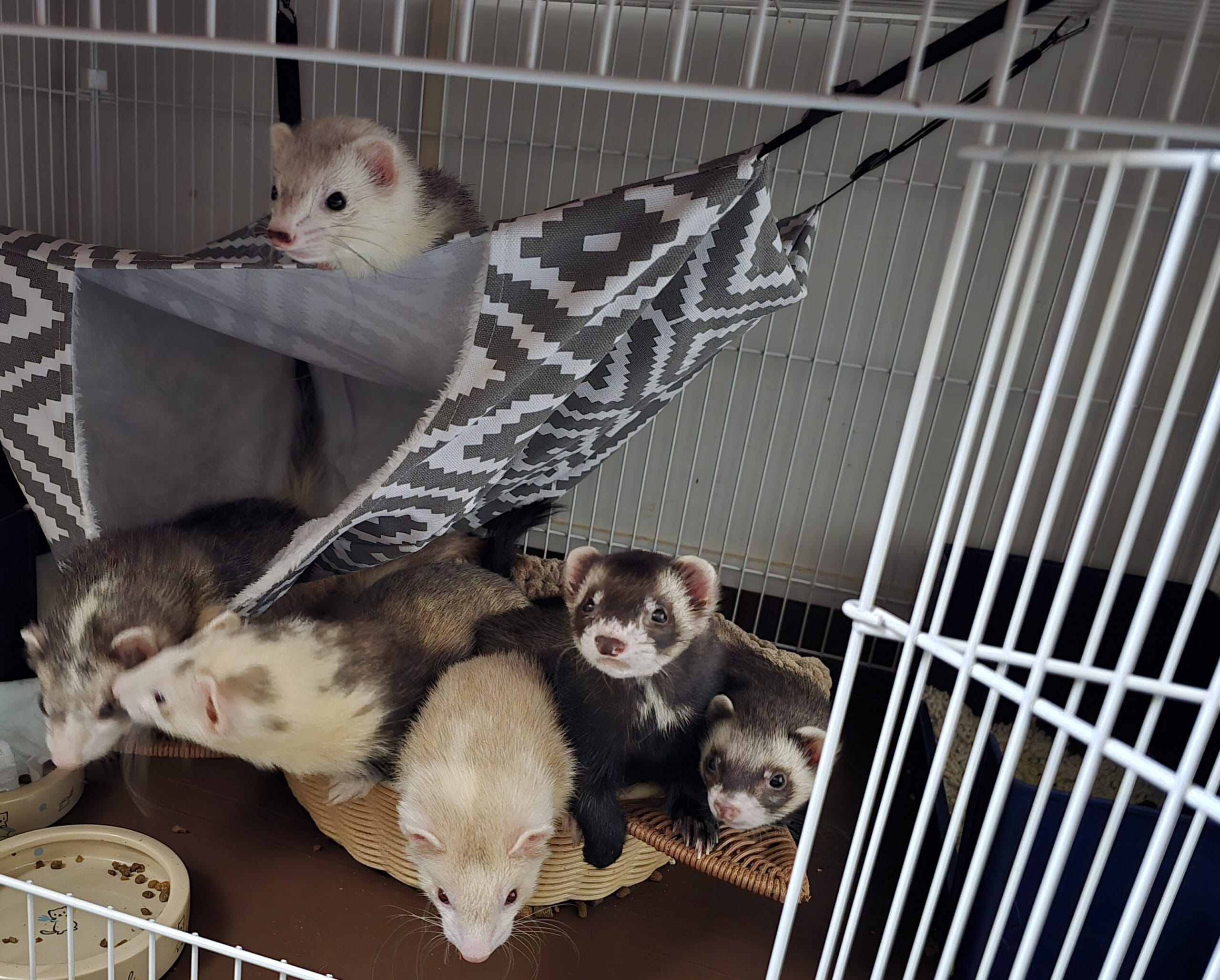 ペットを脱走させない田愛作は飼い主の義務