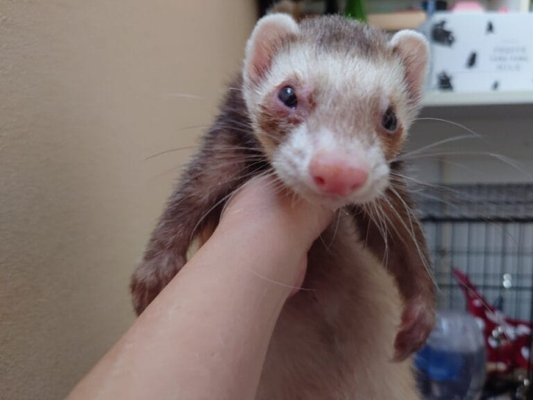 フェレットの目やにの原因（結膜炎？）