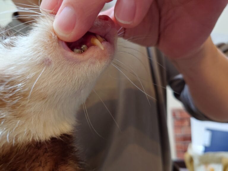 歯が膿んで目から膿が出てるフェレット