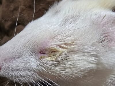 フェレットの目ヤニとは？