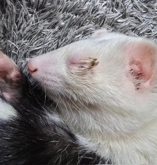 フェレットの目ヤニ